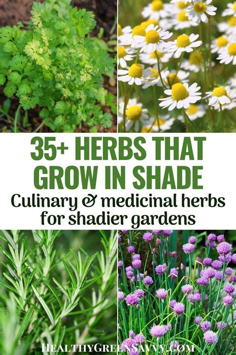 35 Herbs That Grow In Shade For Less Sunny Gardens