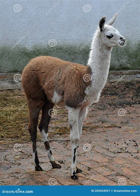 Llama Lama Glama Stock Image Image Of Llama Camelid 269424921