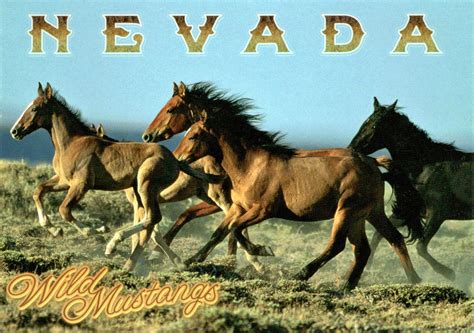 WORLD, COME TO MY HOME!: 1599 UNITED STATES (Nevada) - Wild mustangs