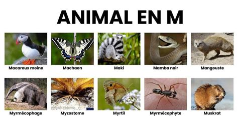 Animal en G la liste des animaux commençant par G