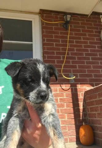 Blue Heeler Pups Nex Tech Classifieds