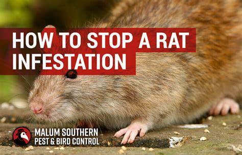 How To Stop A Rat Infestation Malum Integrated Pest Control Specialists