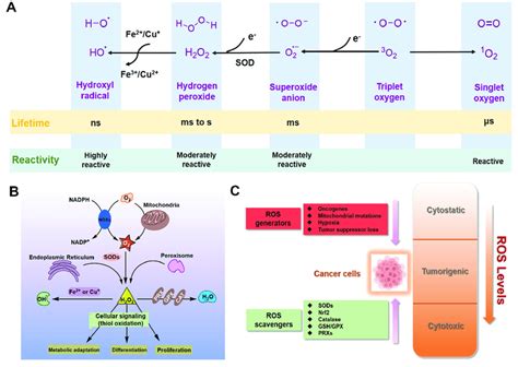 Ros In Cancer Cells A Generation And Chemical Structures Of Ros B