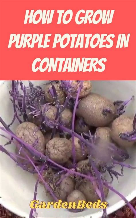 How To Grow Purple Potatoes In Containers Container Potatoes Purple Potatoes Potatoes