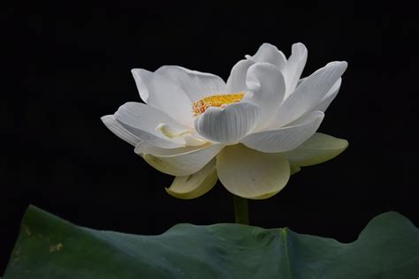 Lotus Blume Wei E Kostenloses Foto Auf Pixabay Pixabay