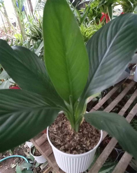 Spathiphyllum Sensation Peace Lily Sensation Lazada PH