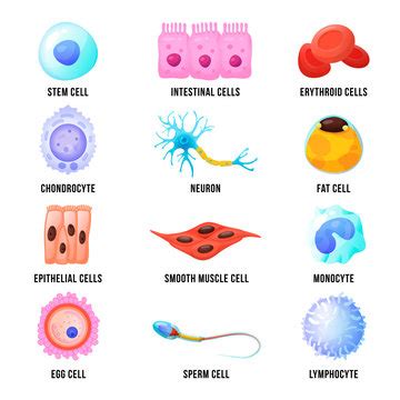 Human Cells