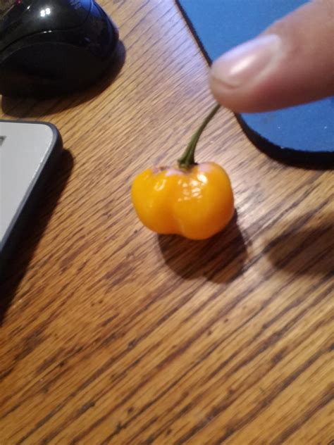 Supposed Scotch Bonnet Plant Said It Was First One Was Almost Sweet