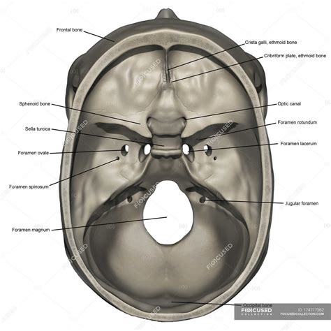Sella Turcica Anatomy