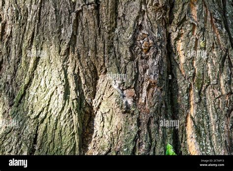 Texture of bark of ancient mighty oak tree trunk with moss and lichen ...