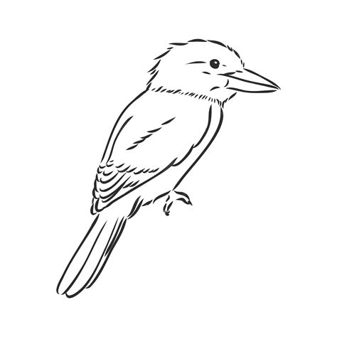 Premium Vector | Black outlined kookaburra birdvector drawing kookaburra vector sketch illustration