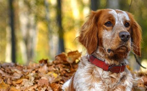 All About Brittany Dog Breed Origin Behavior Trainability Facts