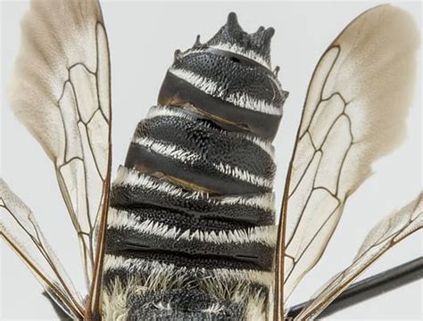 Black and White Bee: What Kind Is It and Does It Sting? - A-Z Animals