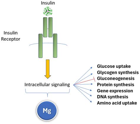 Nutrients Free Full Text Magnesium And The Hallmarks Of Aging