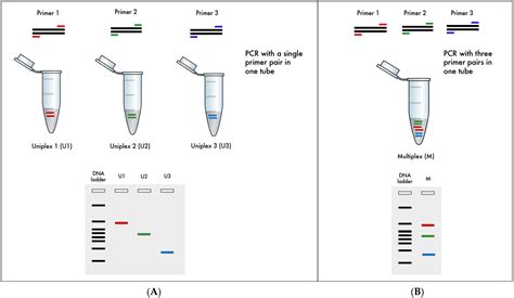 Life Free Full Text Novel PCR Based Multiplex Assays For Detecting