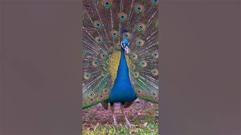 Beautiful Peacock Dance Short Video Youtube