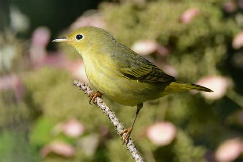 Yellow Warbler Immature By Jackie B Elmore 9 10 2017 Linc Flickr