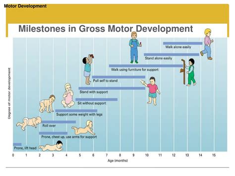 Stages Of Motor Development Chart