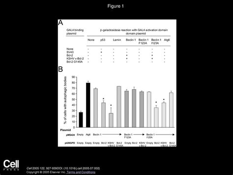 Bcl 2 Antiapoptotic Proteins Inhibit Beclin 1 Dependent Autophagy Ppt