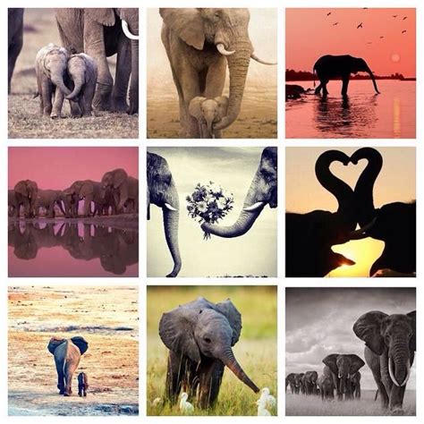 Collage Of Elephants World Elephant Day Elephant African Elephant