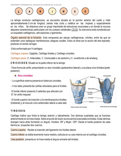 Resumen Laringe La Laringe Conducto Cartilaginosos Se Encuentra