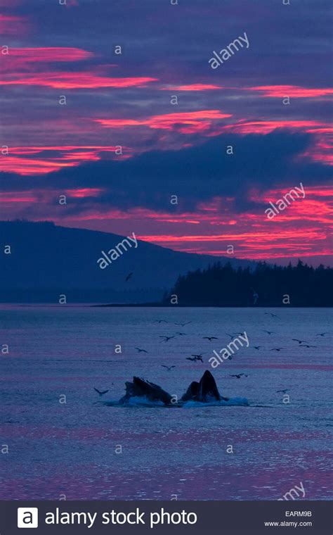 Humpback Whales Feeding Birds Hi Res Stock Photography And Images Alamy