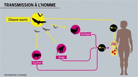 Tout Savoir Sur Le Virus Ebola En Minutes Youtube