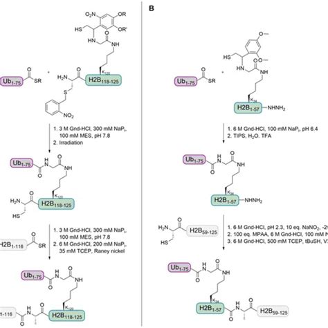 Two Different Auxiliary Based Ligation Strategies For The Preparation