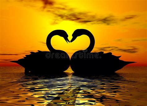 Swan Love In The Sunset Stock Image Image Of Heart Forever 2011935