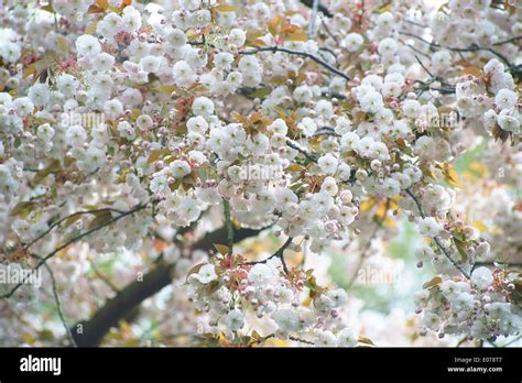 Ornamental cherry tree blossom Stock Photo - Alamy