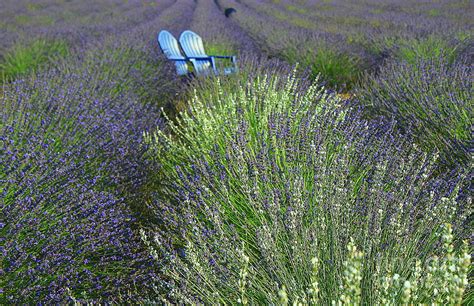 Lavender Fields in Purple and White Photograph by Dora Sofia Caputo ...