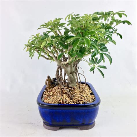 Schefflera Arboricola Bonsai in Blue 8" Pot - Elemental Bonsai Nursery