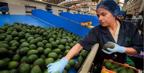 Hay Avances Para Exportar Aguacates De Jalisco A China Publicaciones