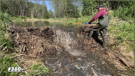 Beaver Dam Removal How Much It Will Drain Within Minutes Youtube