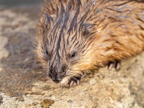 unique animals    beavers pictures