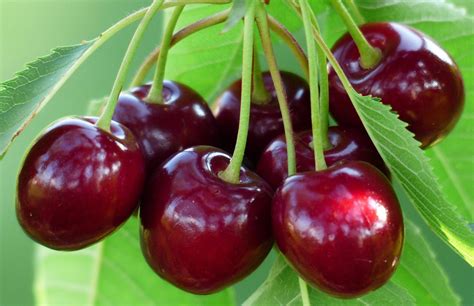 Beginners Guide To Cherry Trees Grow Cherry Trees From Seed Haxnicks