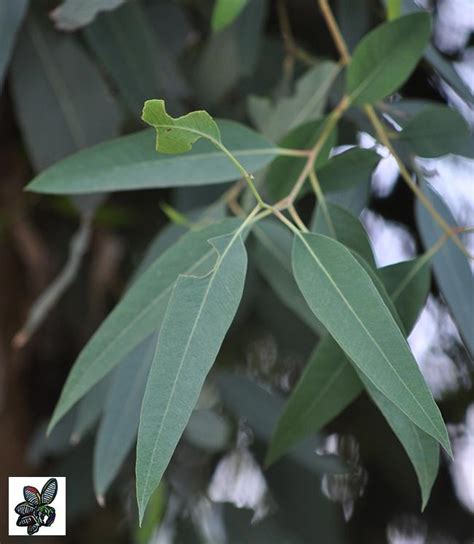 Planta De Eucalipto Rojo Eucalyptus Camaldulensis A Os