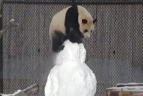 Video Tierna Pelea De Un Panda Con Un Muñeco De Nieve Se Hace Viral