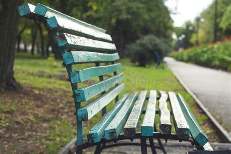 Soft Focus Back Side Wooden Bench In Nature Scenery Beautiful Outdoor