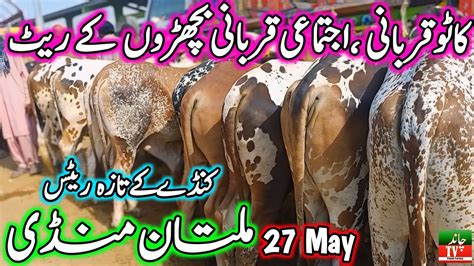 Multan Cow Mandi Katto Qurbani Kandy Ki Fresh Latest Update Today