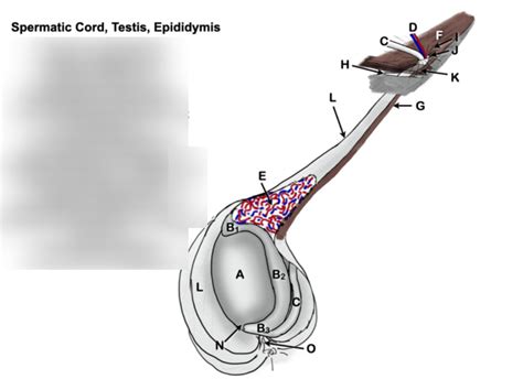 Spermatic Cord Testis Epididymis Diagram Quizlet