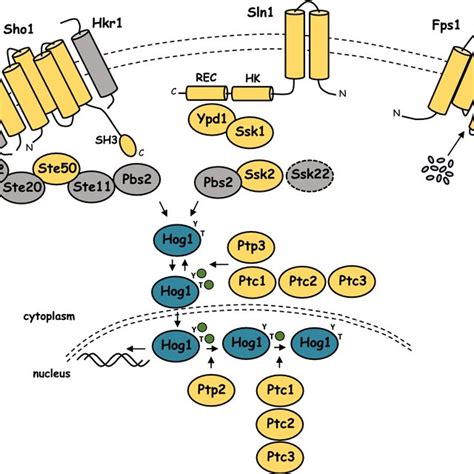 Schematic Diagram Of The Hog Pathway There Are Several Missing