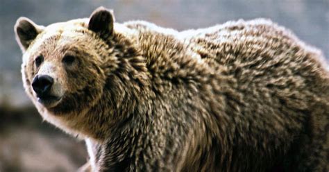 Scientists predict expansion of U.S. grizzly-bear habitat | The Seattle Times