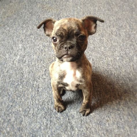 My Little Frug Cruze Frenchie Pug French Bulldog Pug Mix Frenchie