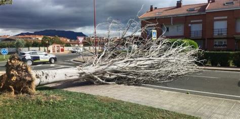 La Ca Da De Un Chopo Por El Fuerte Viento Obliga A Cortar El Trafico En