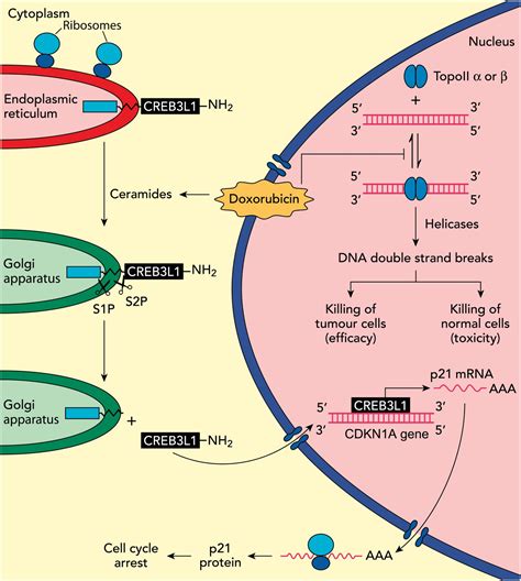 Cancer How Does Doxorubicin Work Elife