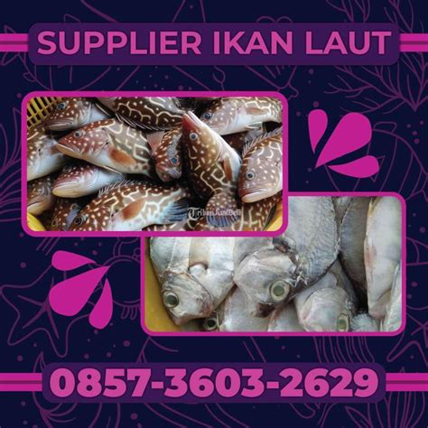 Supplier Ikan Laut Segar Bermacam Jenis Berkualitas Terbaik Di Surabaya