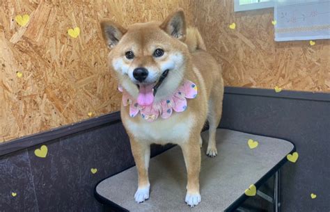 【本日のお客様】ももちゃん【柴犬】 ⭐秋田県湯沢市 トリミングサロン かわつら⭐