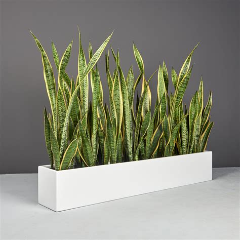 Wheeling Narrow Rectangular Planter Jay Scotts Collection