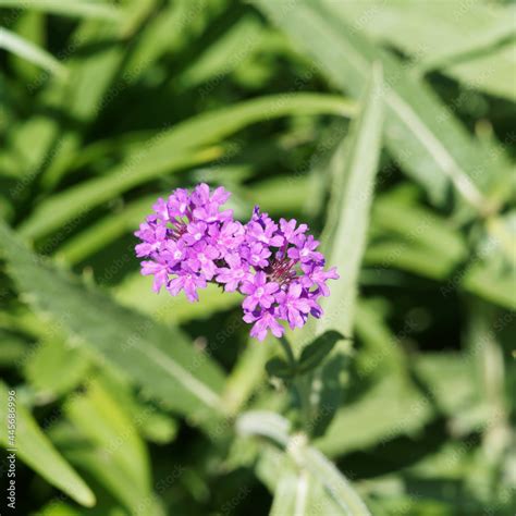 Verbena Bonariensis Ou Verveine De Buenos Aires Petites Fleurs